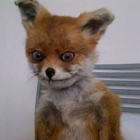 Ксюша Абрашитова