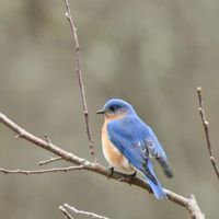 Μαριαλένα Ευθυμιάδου