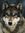 Wolfette