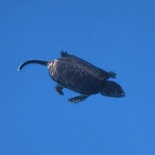 T S