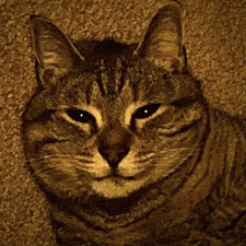 Little Miss Pissypants