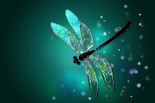 Nancy D   Miz-Firefly aka Sparky  