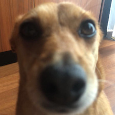 Nina