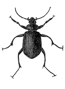 Feeble Beetle