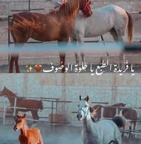 دانا الحياري