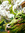 ✡Weed Dragon✡