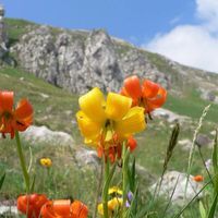 ميزان الصحة