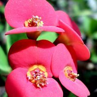 বেতাল পঞ্চবিংসতি