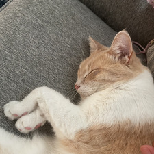 Carlos