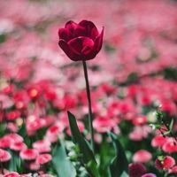 Невяна Стоева