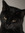 Kat