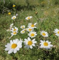 الحسن الرايس