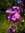 Bryna