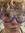 Dan