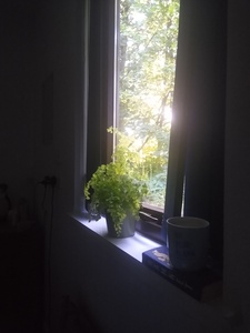MhariEatsTrees