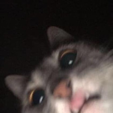 nono 