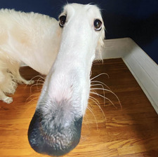 el