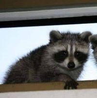 ไอออซอ ไม่ช่บแมว