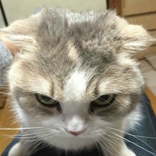 lami (⁠◍⁠•⁠ᴗ⁠•⁠◍⁠)