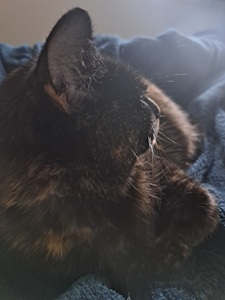 Amelia