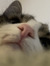 Cat ;)