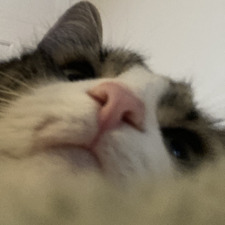 Cat ;)