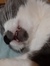 CatBobito
