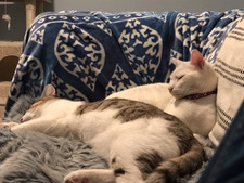 Mott (Foxandcatspress)