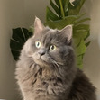 Raghad