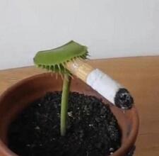 Smokeweed Goread