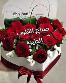 علي علاء الدين