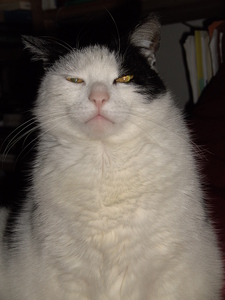 Shrimp Troupe Shrimpington