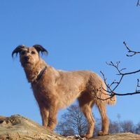 Uschi Ischu