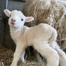 Виктория Мандрыгина