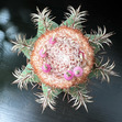 flora