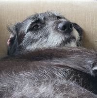 Bruno-Thomas Bianchi