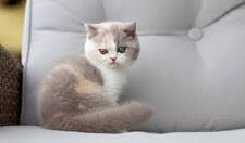 Le_guuse