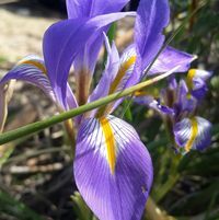 صلاح أبو ناصر