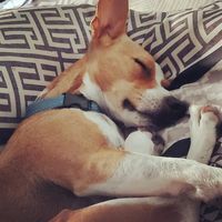 Sandy Botelho-Jackson