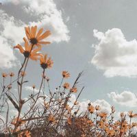 ស៊ា ម៉េងអុី