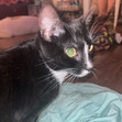 Ari