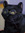 Immeow