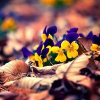 Виолета Данова