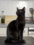 thecats...