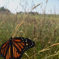 Andréane Collard-Simard