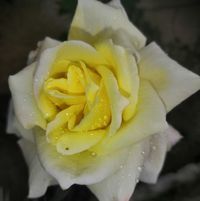 منتظر الموسوي