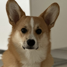 Alisha 