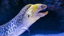this_eel