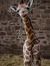 Giraffi...
