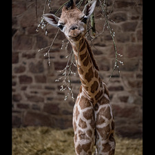 GirafficPark
